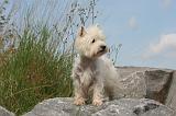 WESTIE 366